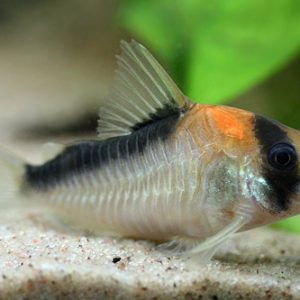 ADOLFOI CORYDORAS