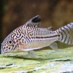 JULY CORYDORAS