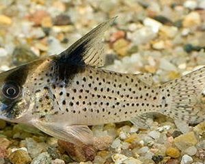 CORYDORAS MELANISTIUS