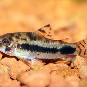 CORYDORAS HABROSUS