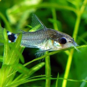 CORYDORAS HASTATUS
