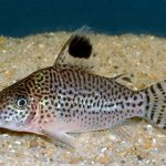 CORYDORAS LEOPARDUS