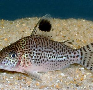 CORYDORAS LEOPARDUS