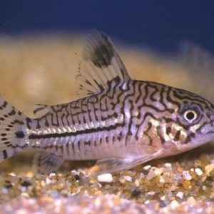 THREE LINED CORYDORAS