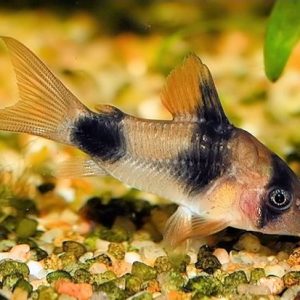 CORYDORAS WEITZMANI