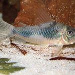 CORYDORAS ELLISAE