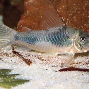 CORYDORAS ELLISAE