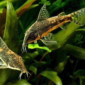 CORYDORAS BARBATUS