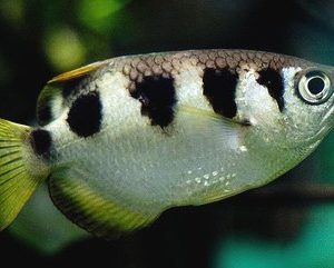 ARCHER FISH