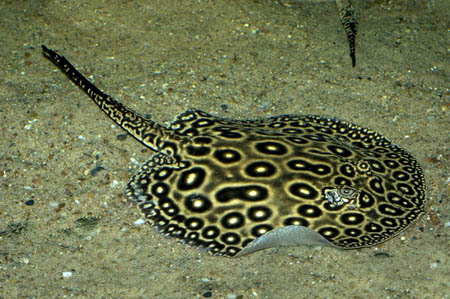 COMMON STINGRAY