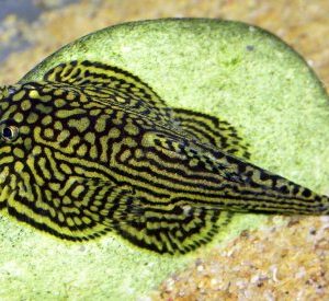 BORNEO SUCKER