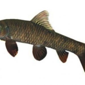GARRA RUFA (DOCTOR FISH)
