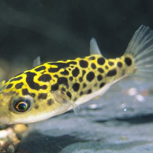 SPOTTED GREEN PUFFER