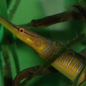 PIPEFISH COMMON