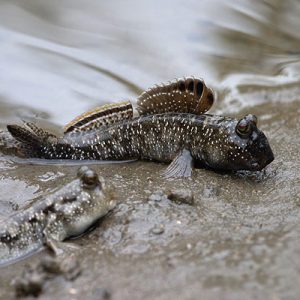 MUDSKIPPER COMMON