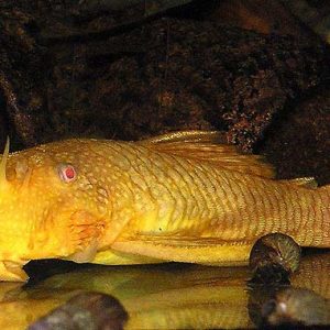 ALBINO BRISTLENOSE PLECO