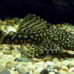 BLACK BRISTLENOSE CATFISH
