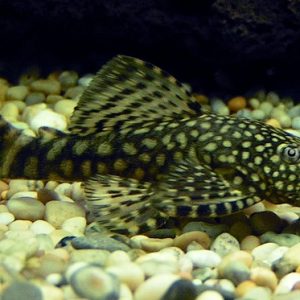 BLACK BRISTLENOSE CATFISH