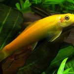 GOLDEN ALGAE EATER