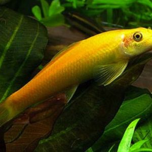 GOLDEN ALGAE EATER
