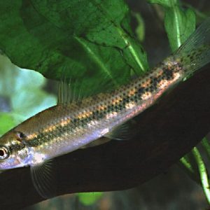 CHINESE ALGAE EATER