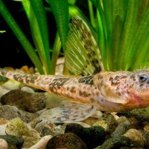 HASEMANI WHIPTAIL