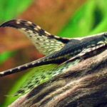 BLACK HASEMANI WHIPTAIL