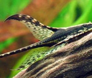 BLACK HASEMANI WHIPTAIL