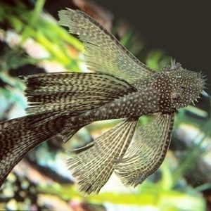 LONGFIN BLACK BRISTILNOSE