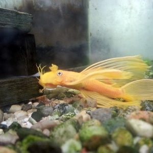 LONGFIN ALBINO BRISTILNOSE