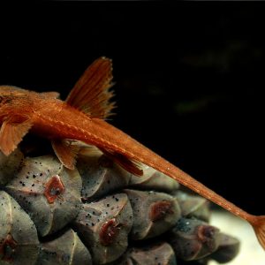 RED LIZARD WHIPTAIL