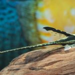 ROYAL WHIPTAIL