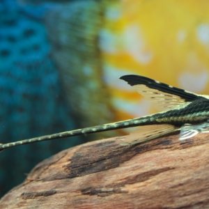 ROYAL WHIPTAIL