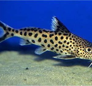 CUCKOO SYNODONTIS