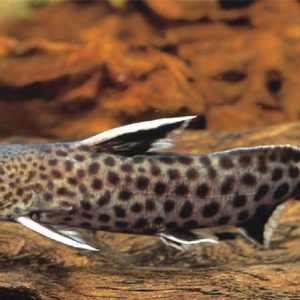 CUCKOO SYNODONTIS DRAWF
