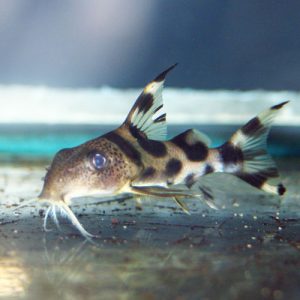 DECORATED SYNODONTIS