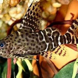 UPSIDE DOWN CATFISH