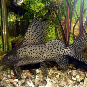 GREY HOFIY CATFISH