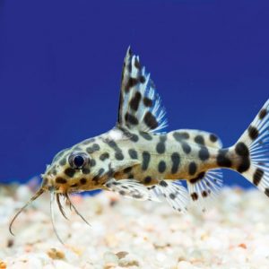 HYBRID SYNODONTIS