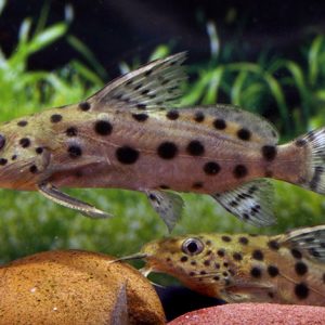 OCELLATED SYNODONTIS