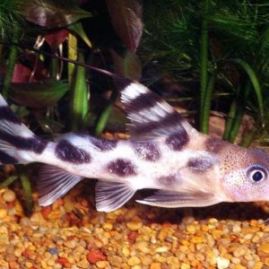 PALENTIANA SYNODONTIS