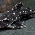 WHITE SPOTTED DORADID