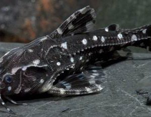 WHITE SPOTTED DORADID