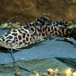 ZUNGAROO CATFISH