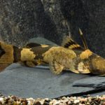 BUMBLEBEE ZUNGAROO CATFISH