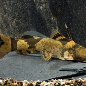 BUMBLEBEE ZUNGAROO CATFISH