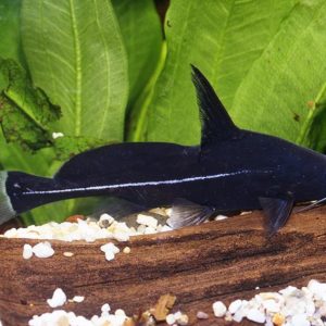 BLACK LANCER