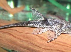 FURSOCHI CATFISH