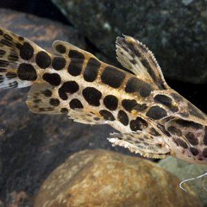 JAGUAR CATFISH