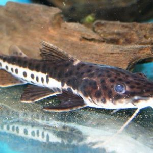 LEOPARD CATFISH